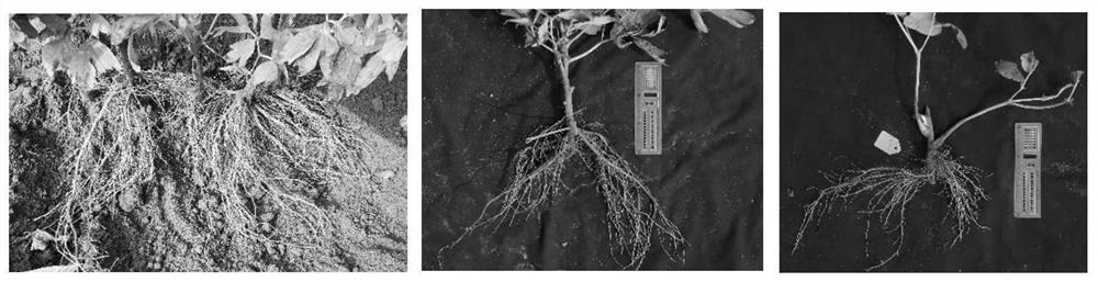 Comprehensive method for quick vegetative propagation of Paeonia suffruticosa Andr.