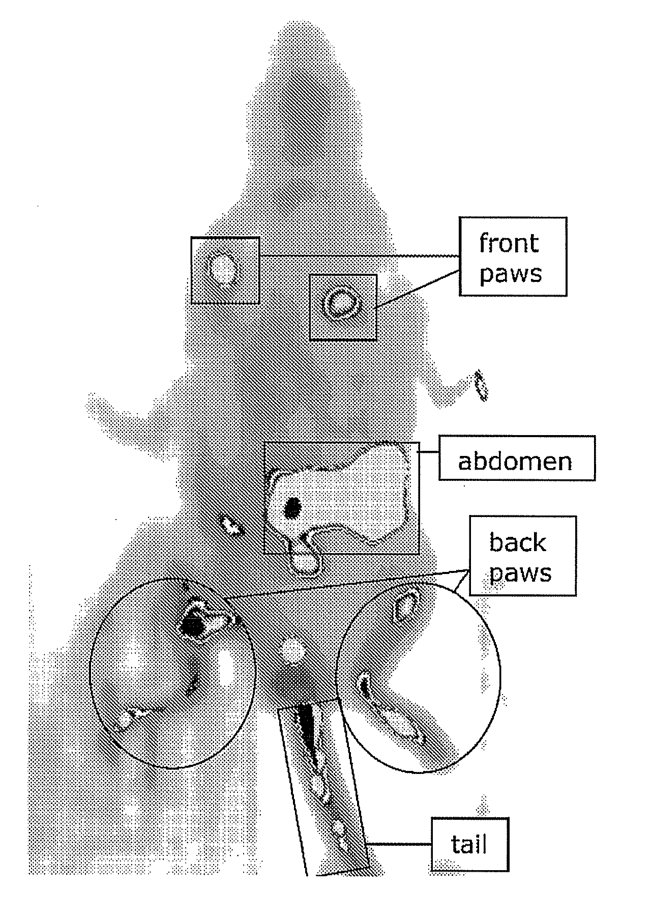 Molecules for targeting compounds to various selected organs or tissues