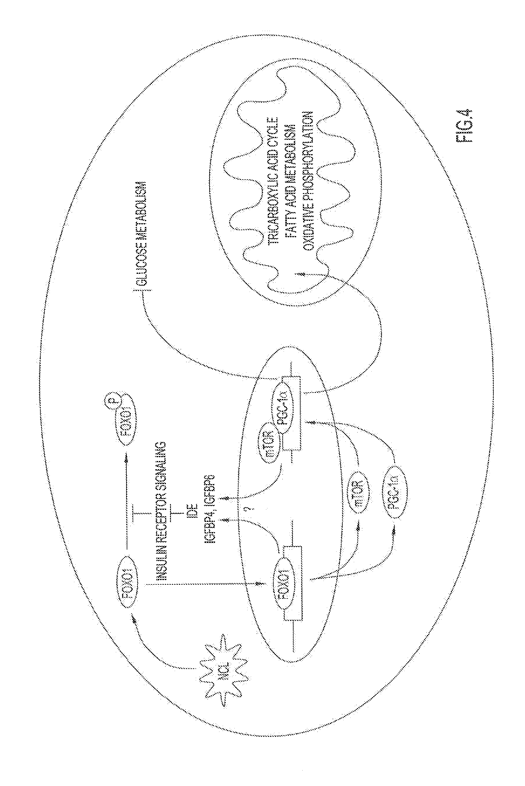 Resveratrol-Containing Compositions and Methods of Use for Cardiac-Related Diseases