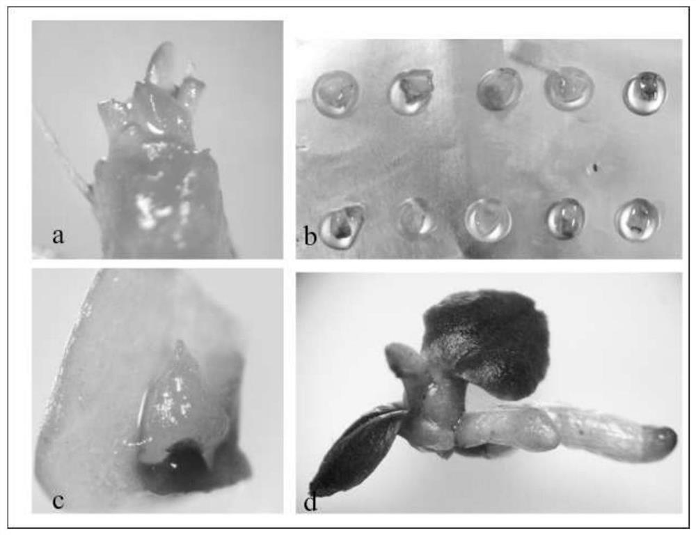 A method for ultra-low temperature removal of Jianlan mosaic virus and blue ringspot virus