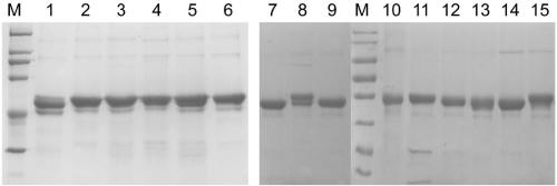 Mutant of human papilloma virus 35 L1 protein