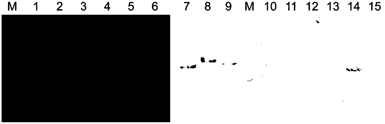 Mutant of human papilloma virus 35 L1 protein