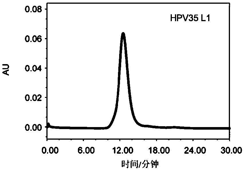 Mutant of human papilloma virus 35 L1 protein