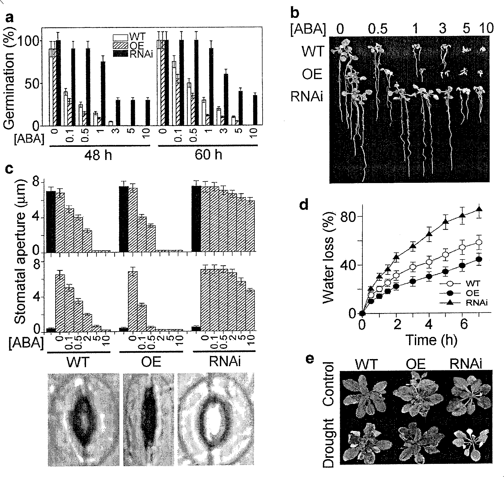 New use of plants magnesium chelate zyme H subunit