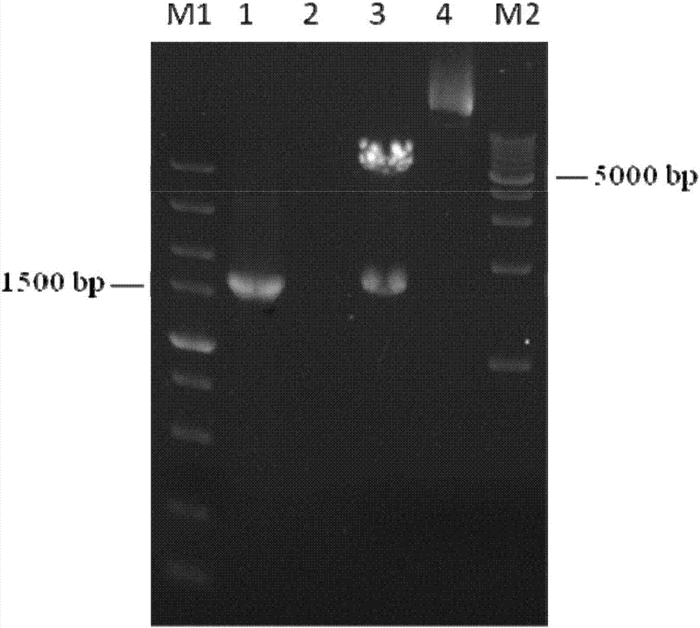 Expression and purification of murine norovirus VP1 protein virus-like particles and preparation of polyclonal antibody