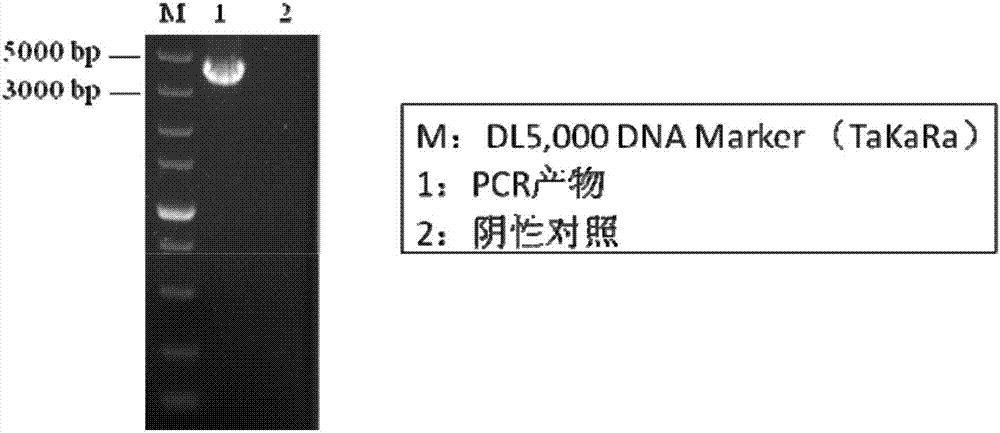 Expression and purification of murine norovirus VP1 protein virus-like particles and preparation of polyclonal antibody