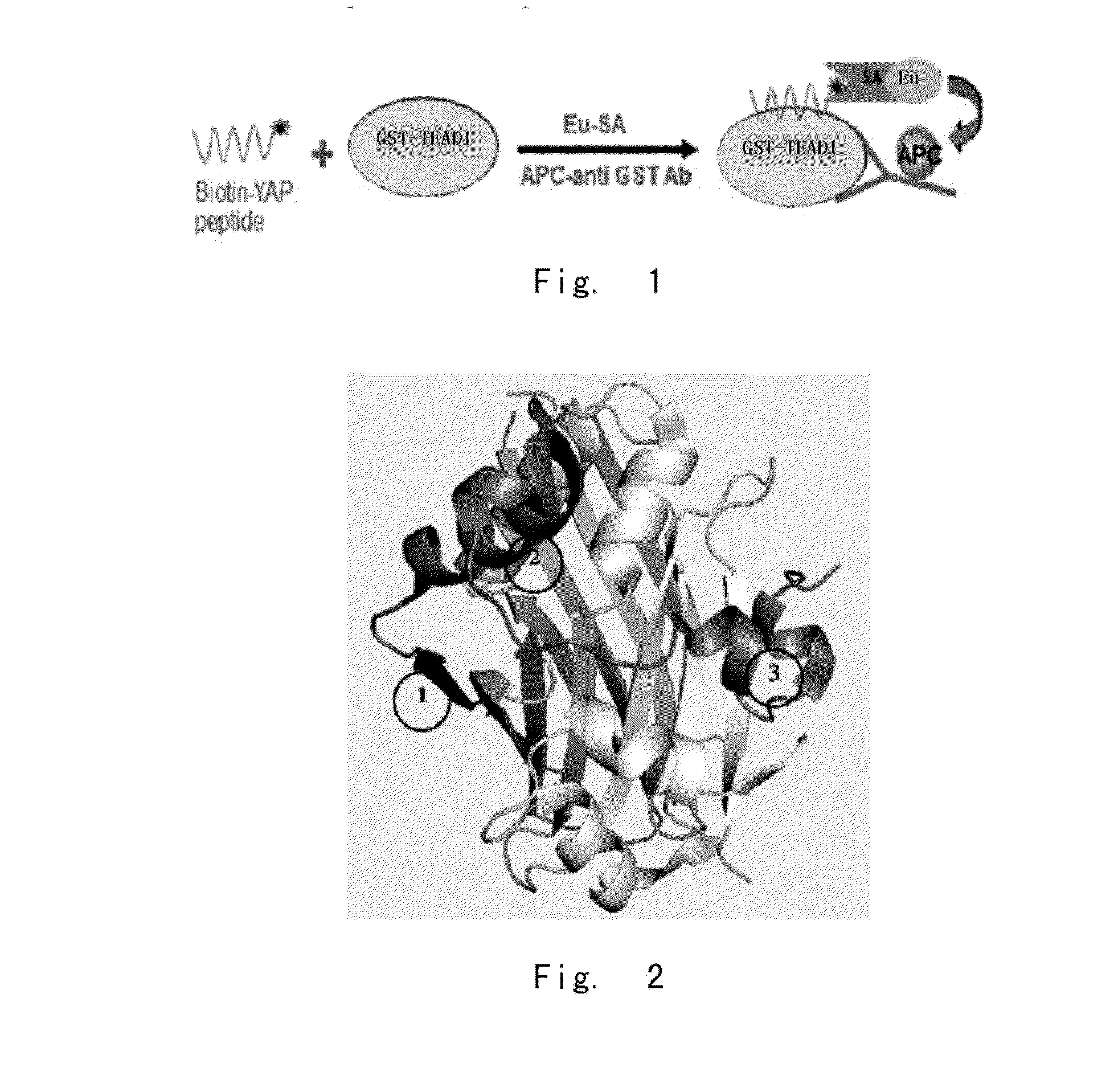 Yap protein inhibiting polypeptide and application thereof