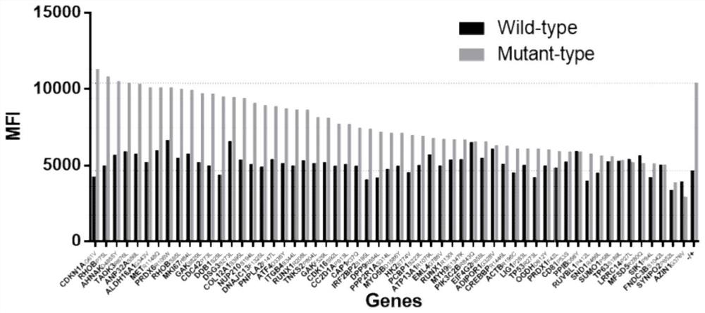 hla-a2-restricted bladder cancer neoantigen peptide sequence and its application