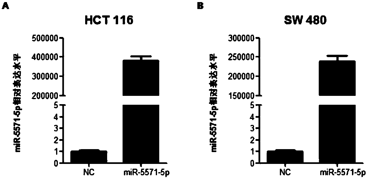 Application of miRNA-5571 in preparation of drugs for resisting colorectal tumor