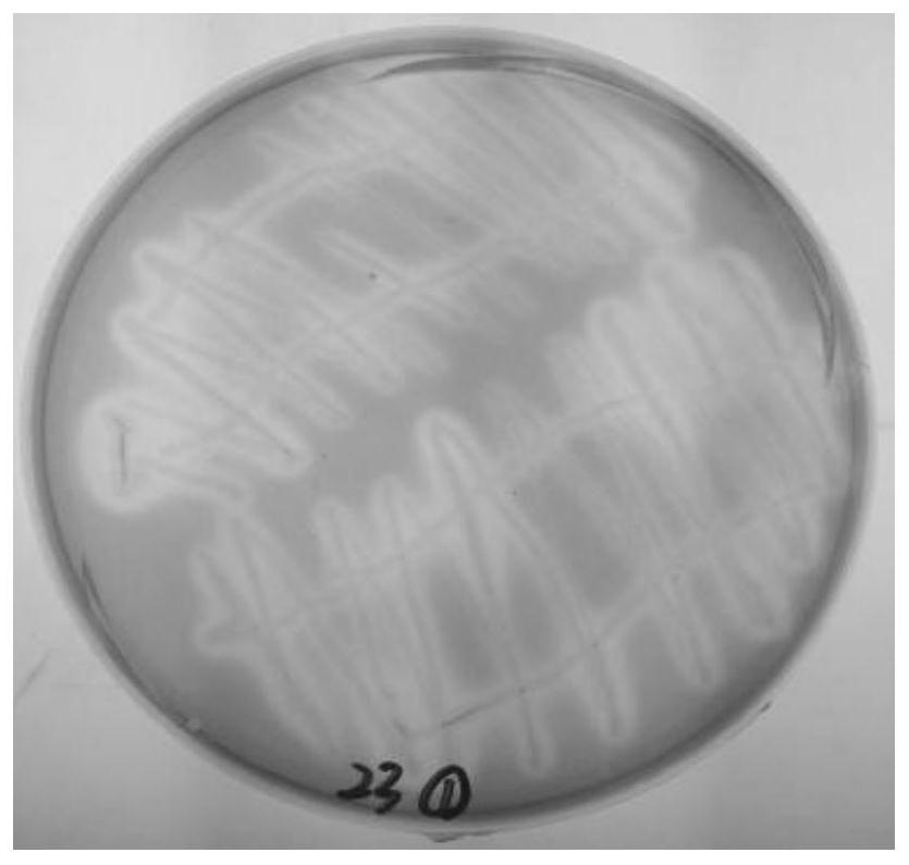 A kind of Pseudomonas fluorescens in peanut rhizosphere and its application
