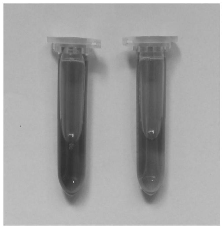 A kind of Pseudomonas fluorescens in peanut rhizosphere and its application