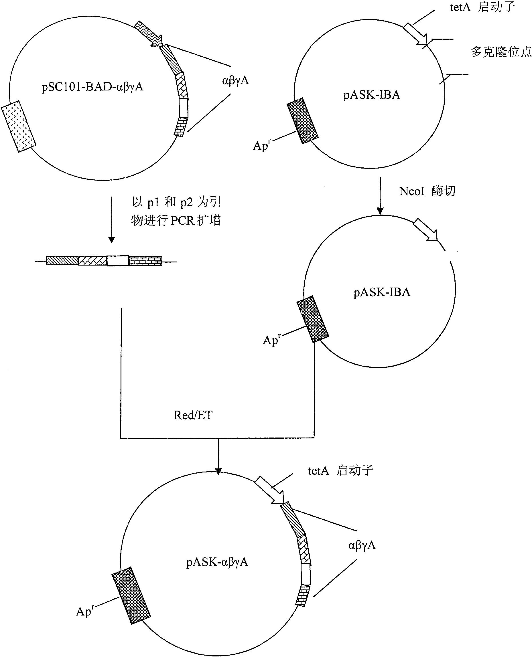 Red/ET recombination method for luminous light shaped bacillus