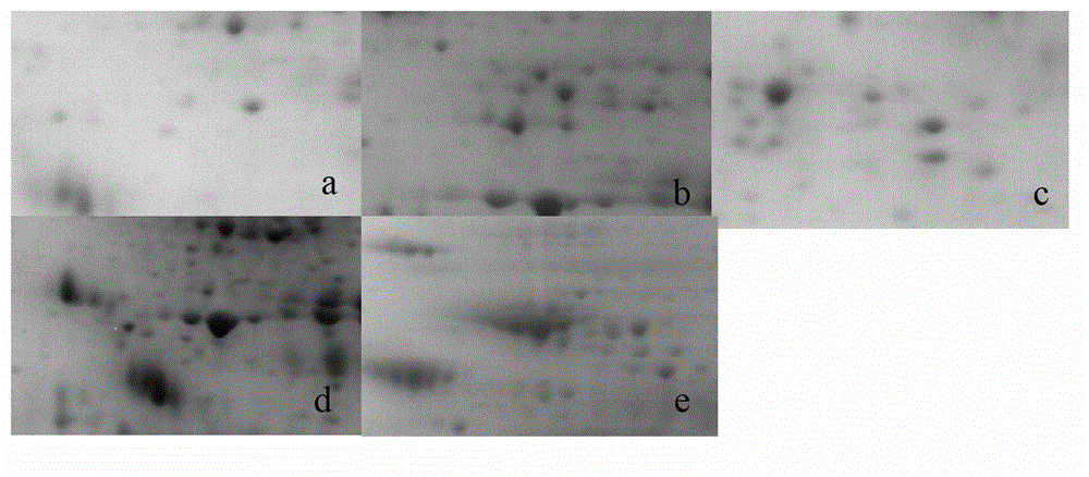 Method for identification of barley varieties by two-dimensional electrophoresis technology