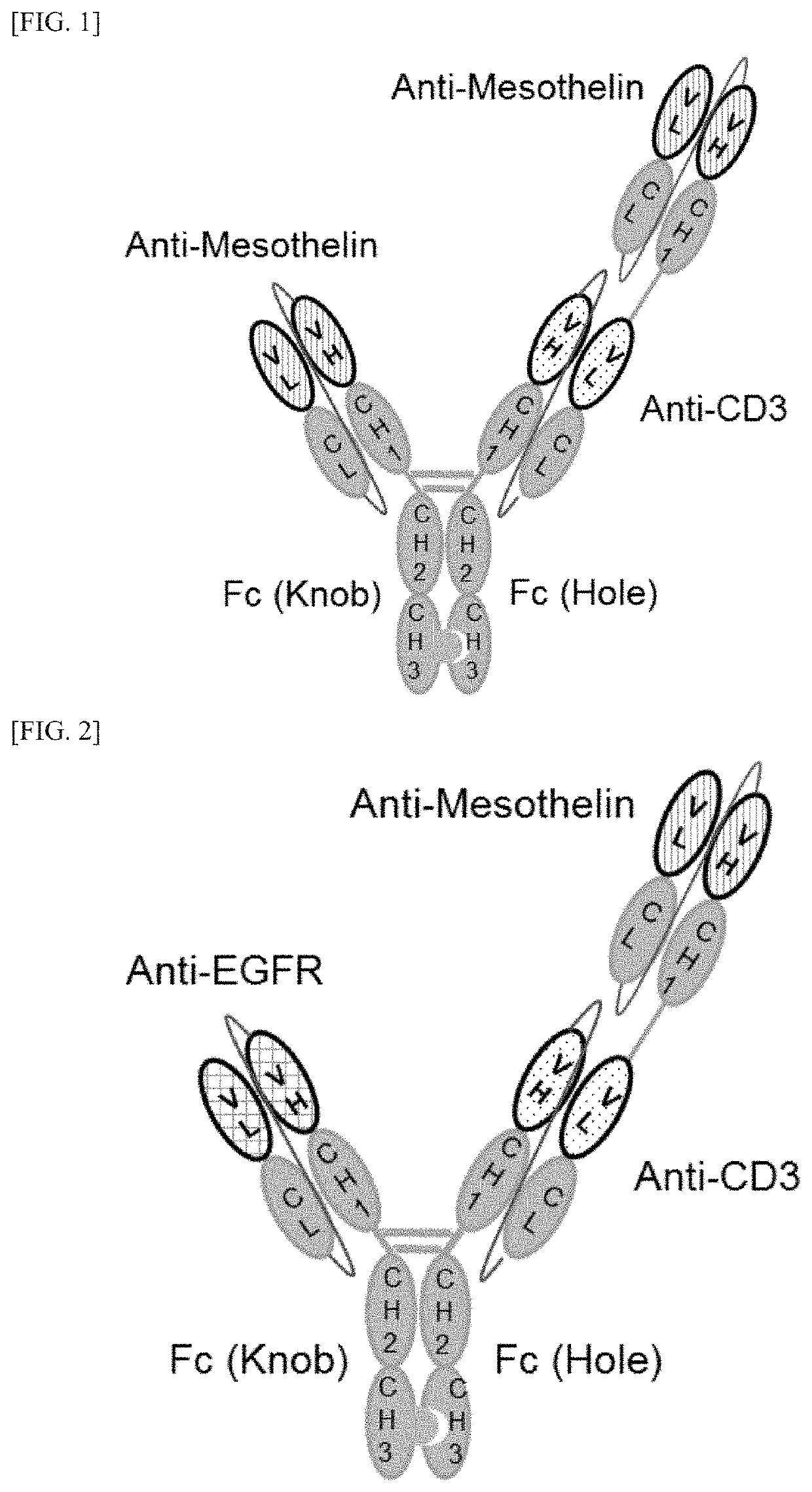 Fusion protein comprising Anti-mesothelin antibody, Anti-cd3 antibody or Anti-egfr antibody, bispecific or trispecific antibody comprising same, and uses thereof