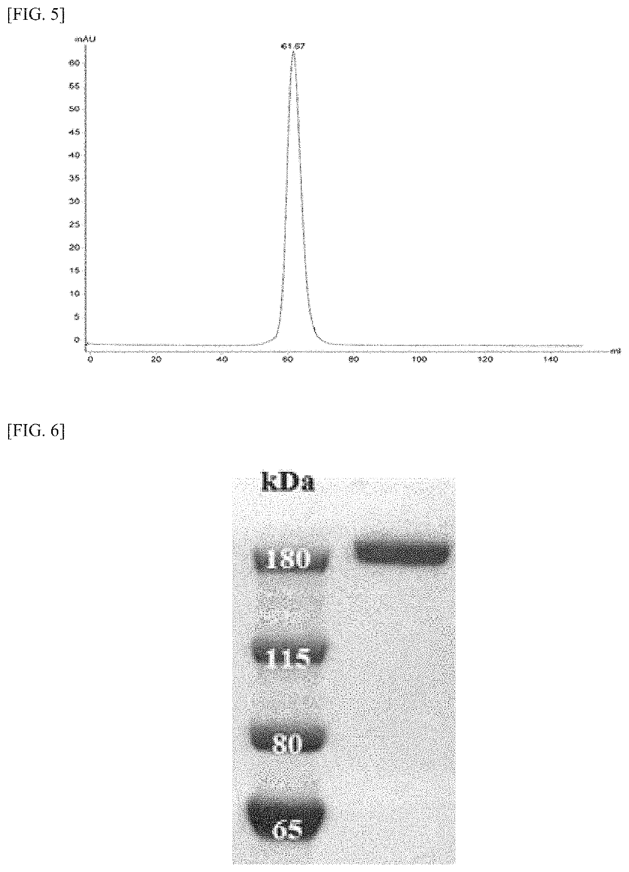 Fusion protein comprising Anti-mesothelin antibody, Anti-cd3 antibody or Anti-egfr antibody, bispecific or trispecific antibody comprising same, and uses thereof