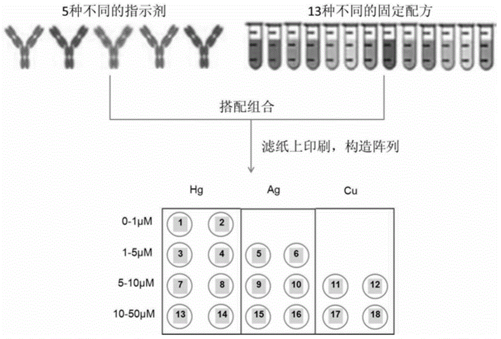 Array sensor for detecting heavy metal ions and its preparation method and application