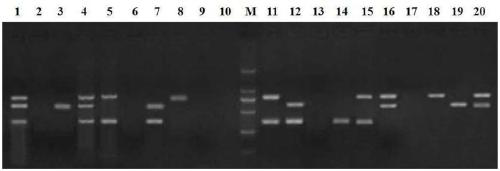 Multiple PCR detection method of swine pathogens