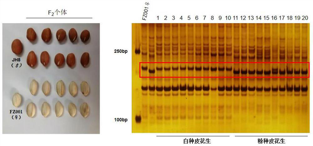 Molecular marker AhyWptc closely linked with white seed coat of peanut and application of molecular marker AhyWptc