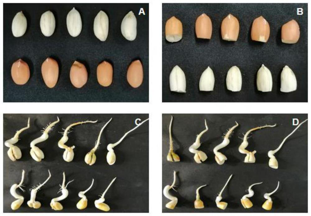 Molecular marker AhyWptc closely linked with white seed coat of peanut and application of molecular marker AhyWptc