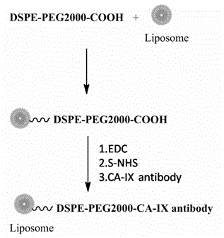 Toad venom targeted liposome and preparation method and application thereof