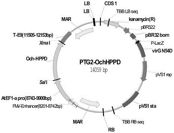 HPPD inhibitor-resistant gene derived from ochrobactrum anthropi and application thereof