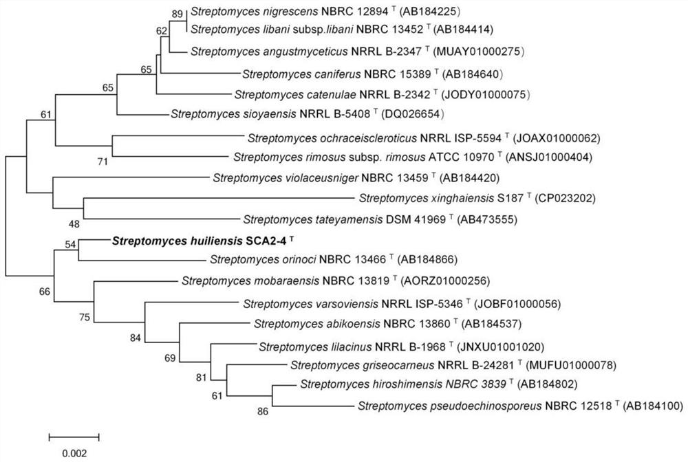 Streptomyces hupehensis and application thereof