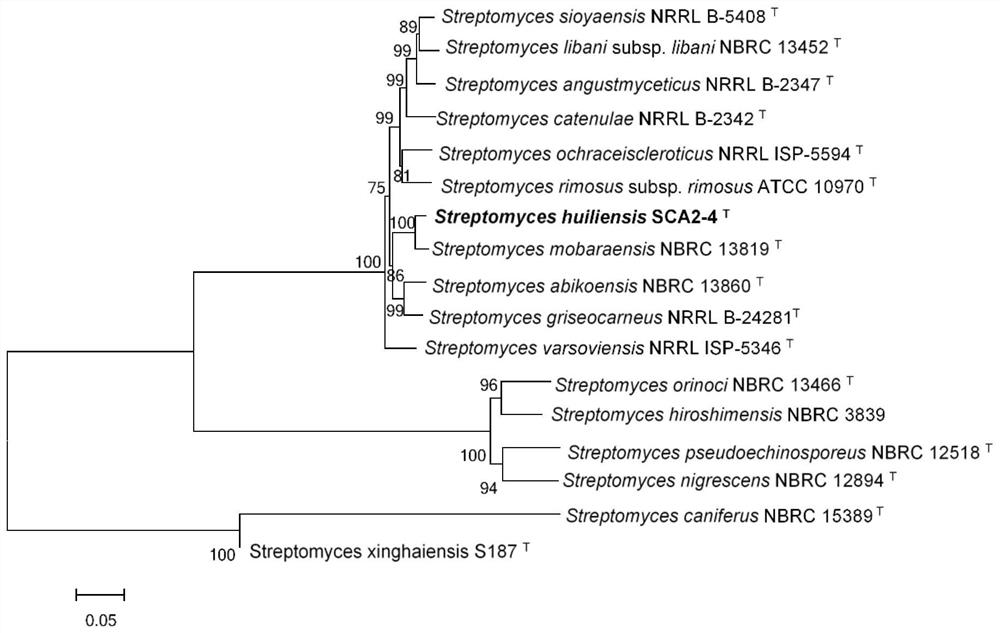 Streptomyces hupehensis and application thereof