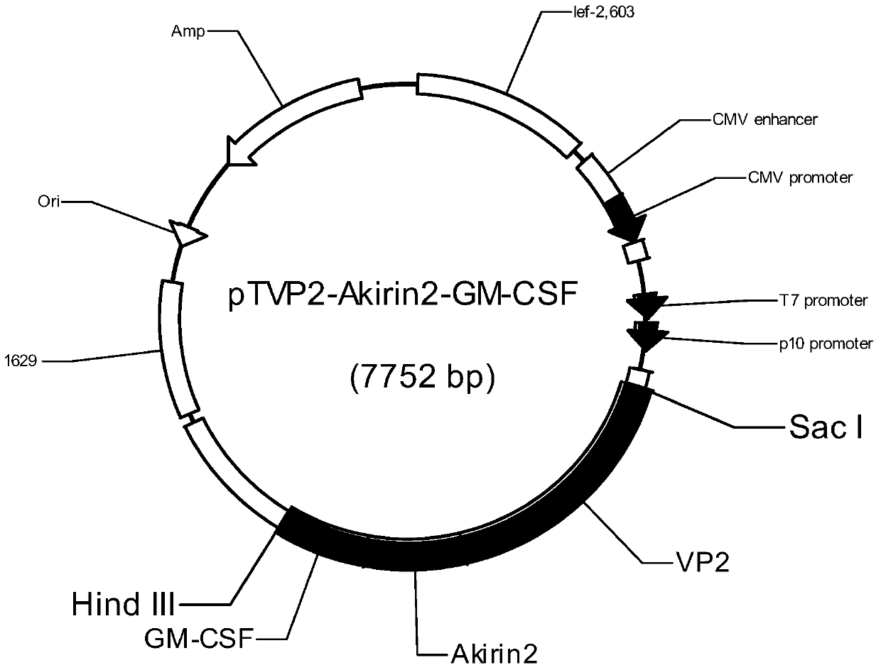 Infectious bursal disease virus dna vaccine and its construction method