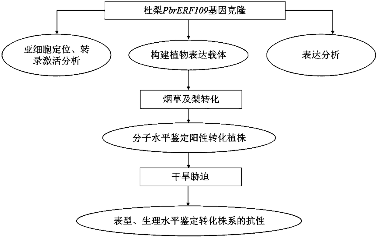 Drought-resistant transcription factor PbrERF109, preparation method and application of transcription factor PbrERF109, encoded protein and application of encoded protein