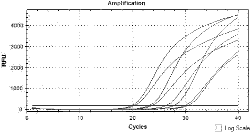 Real-time fluorescent reverse transcription PCR detection primer, probe, detection kit and detection method for hepatitis e viruses