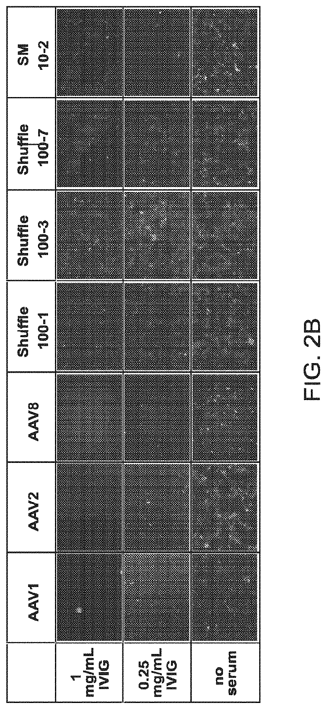 Adeno-associated variants, formulations and methods for pulmonary delivery
