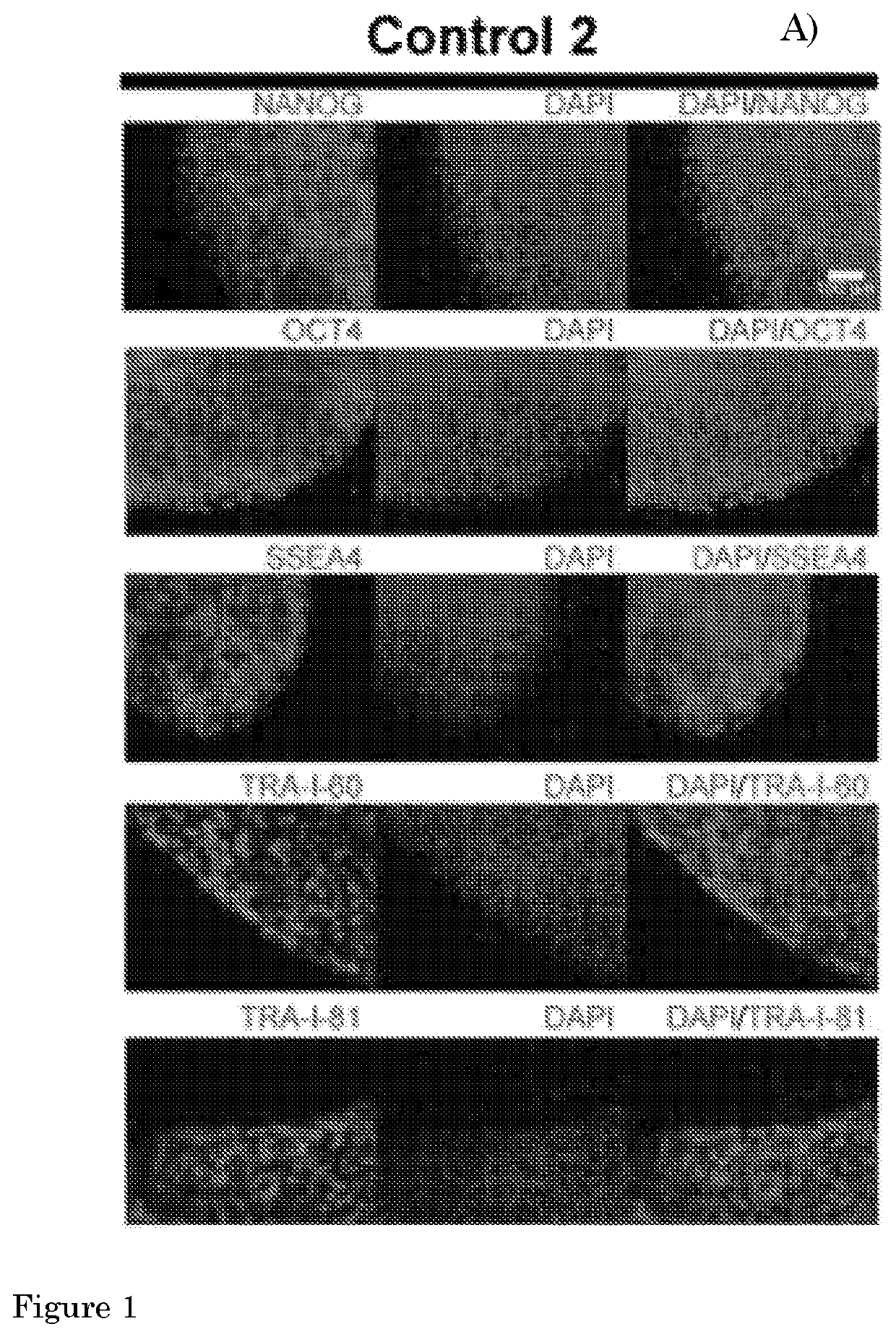 Method for culturing myogenic cells, cultures obtained therefrom, screening methods, and cell culture medium