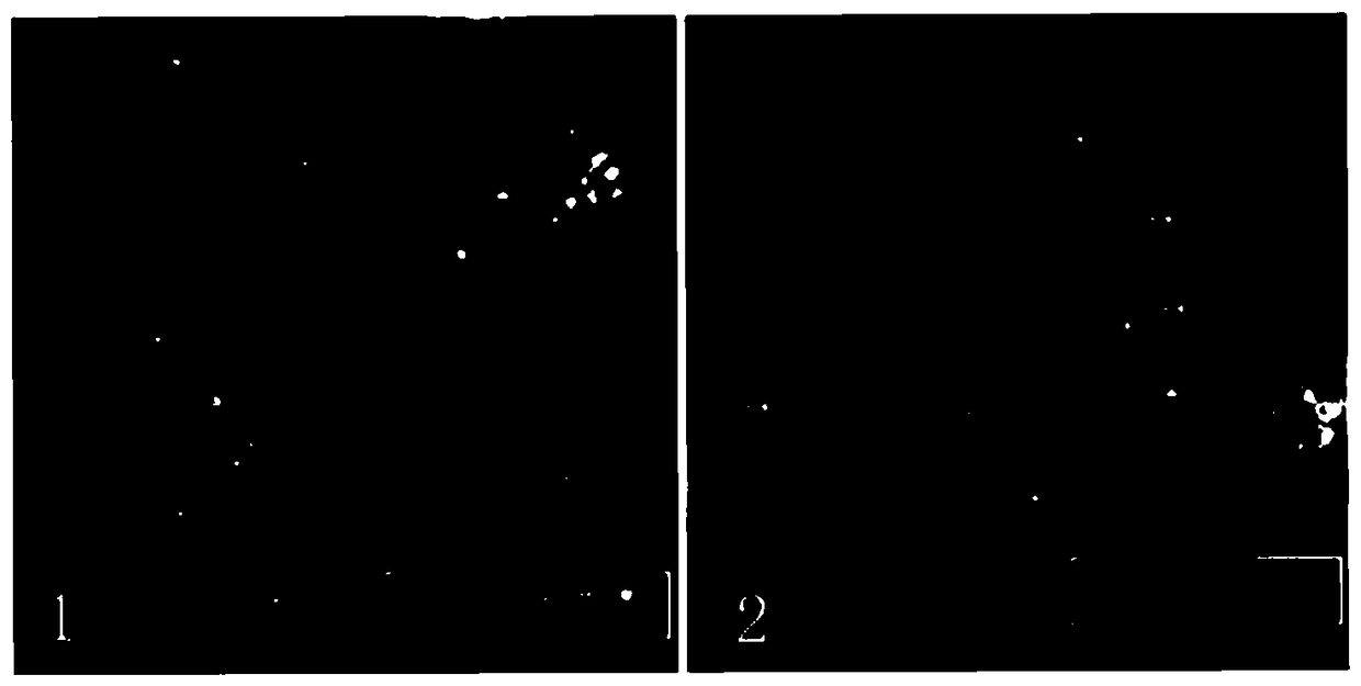 A method for displaying the centromere and short arm of large yellow croaker