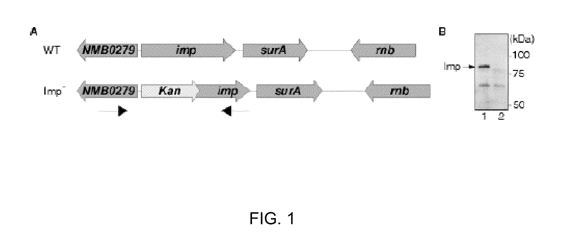 Outer membrane vesicles and uses thereof