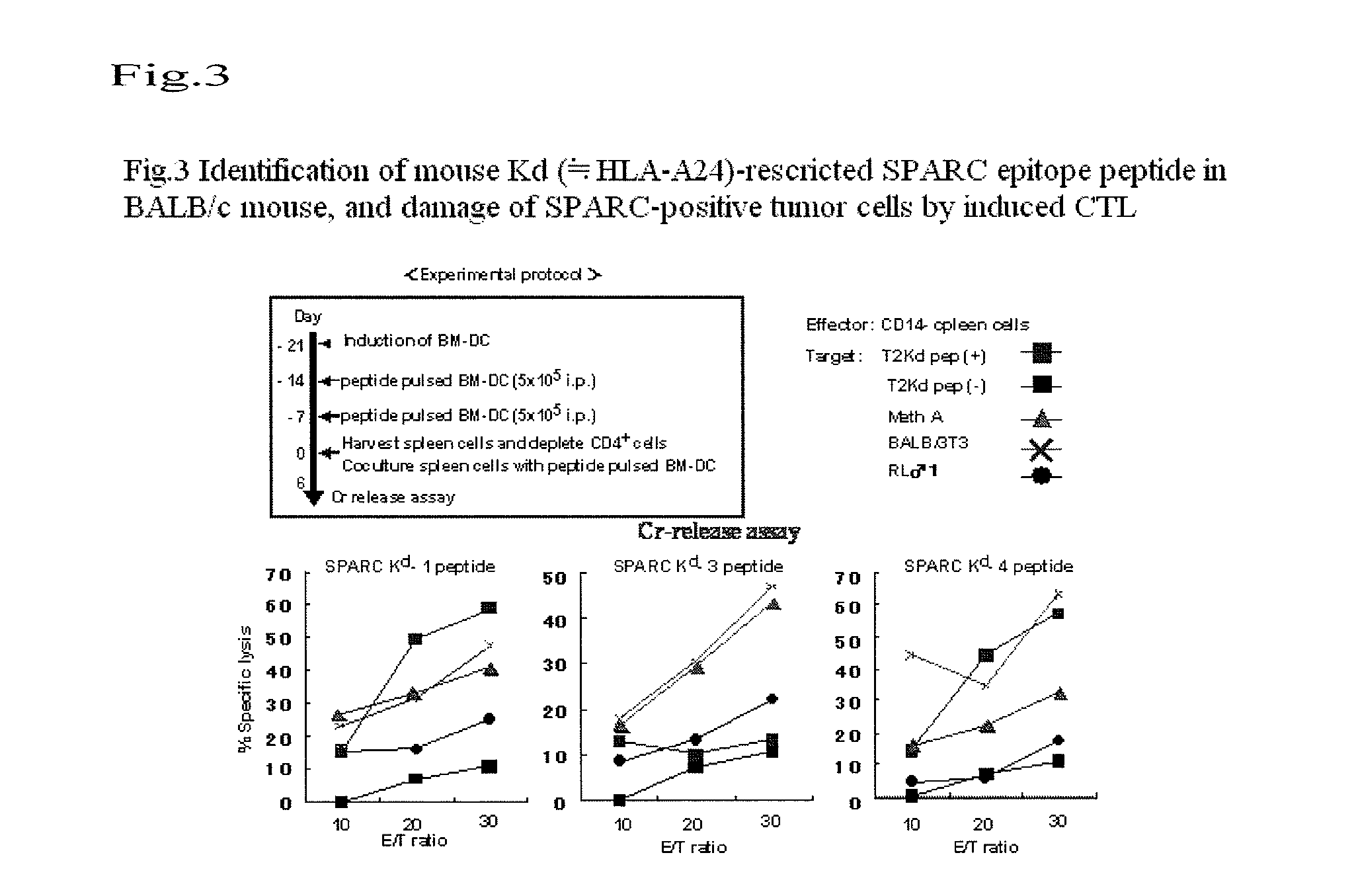 Sparc-derived tumor rejection antigenic peptides and medicaments comprising the same