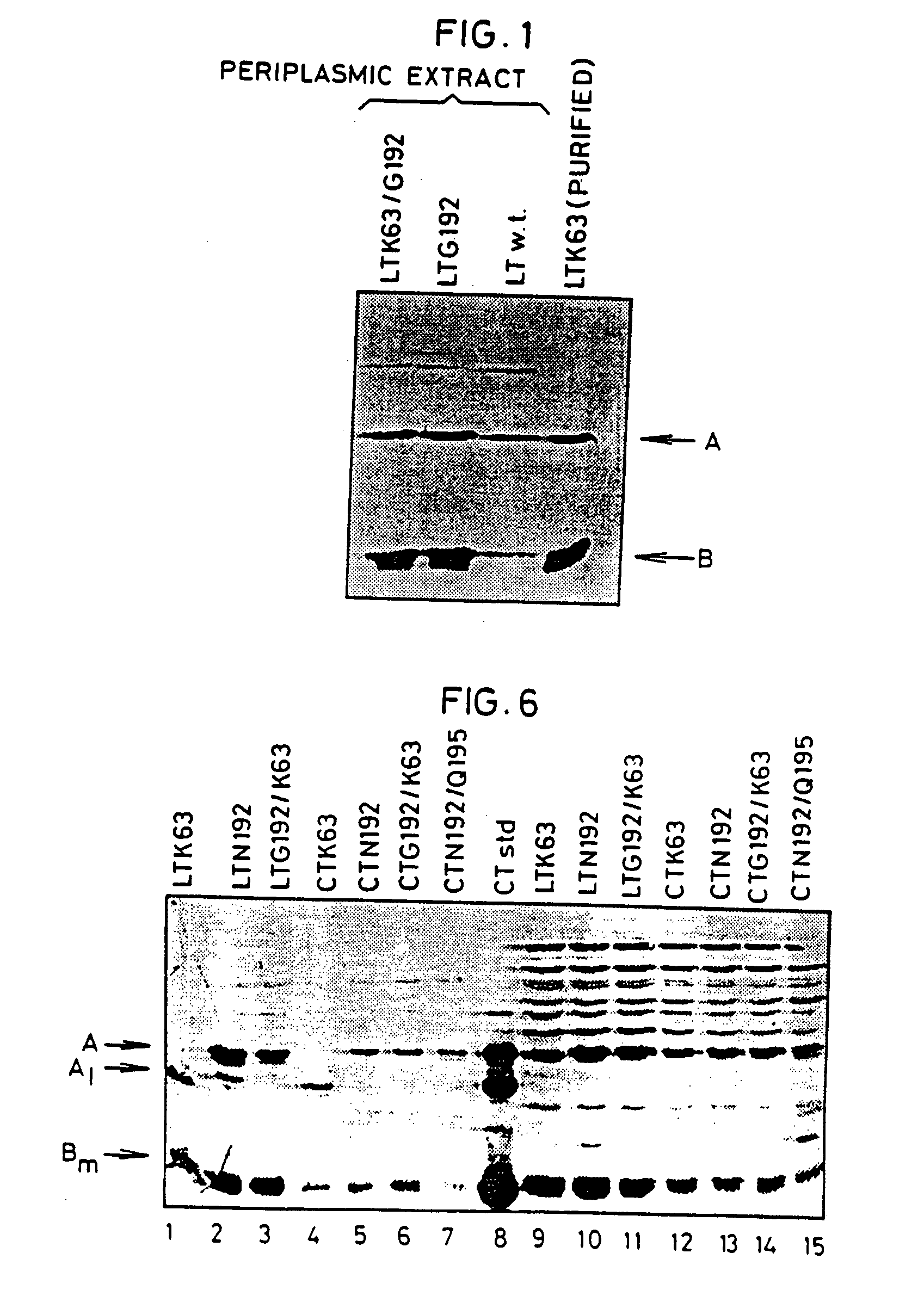 Immunogenic detoxified mutants of cholera toxin