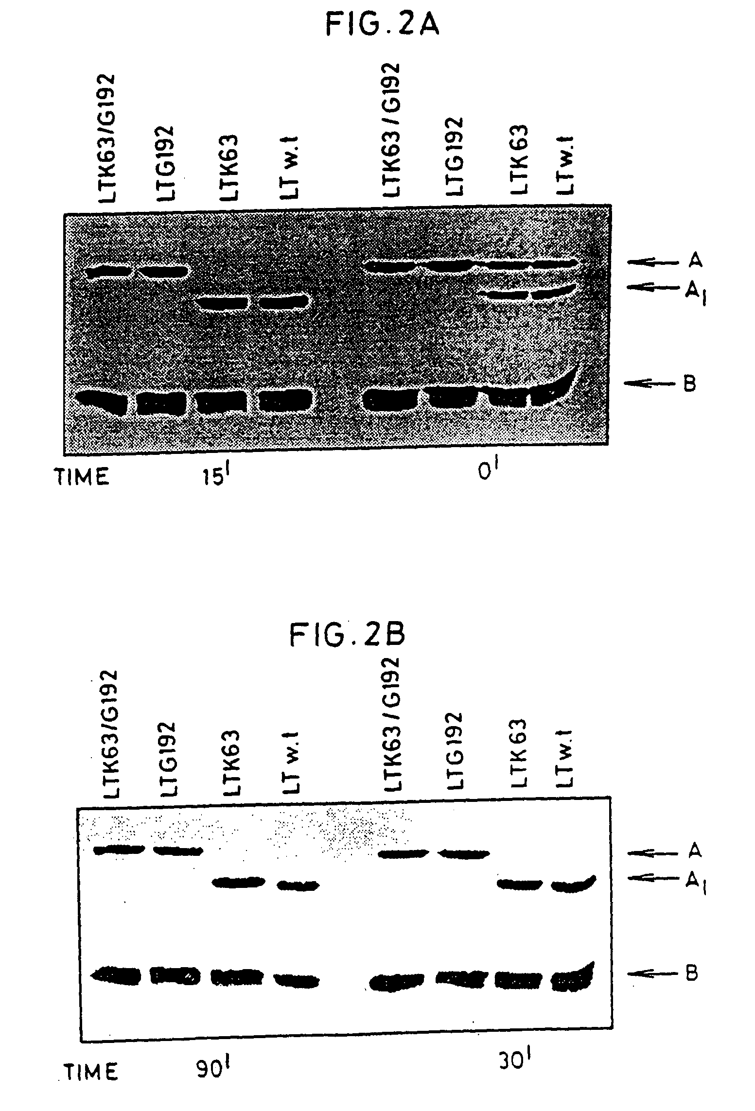 Immunogenic detoxified mutants of cholera toxin