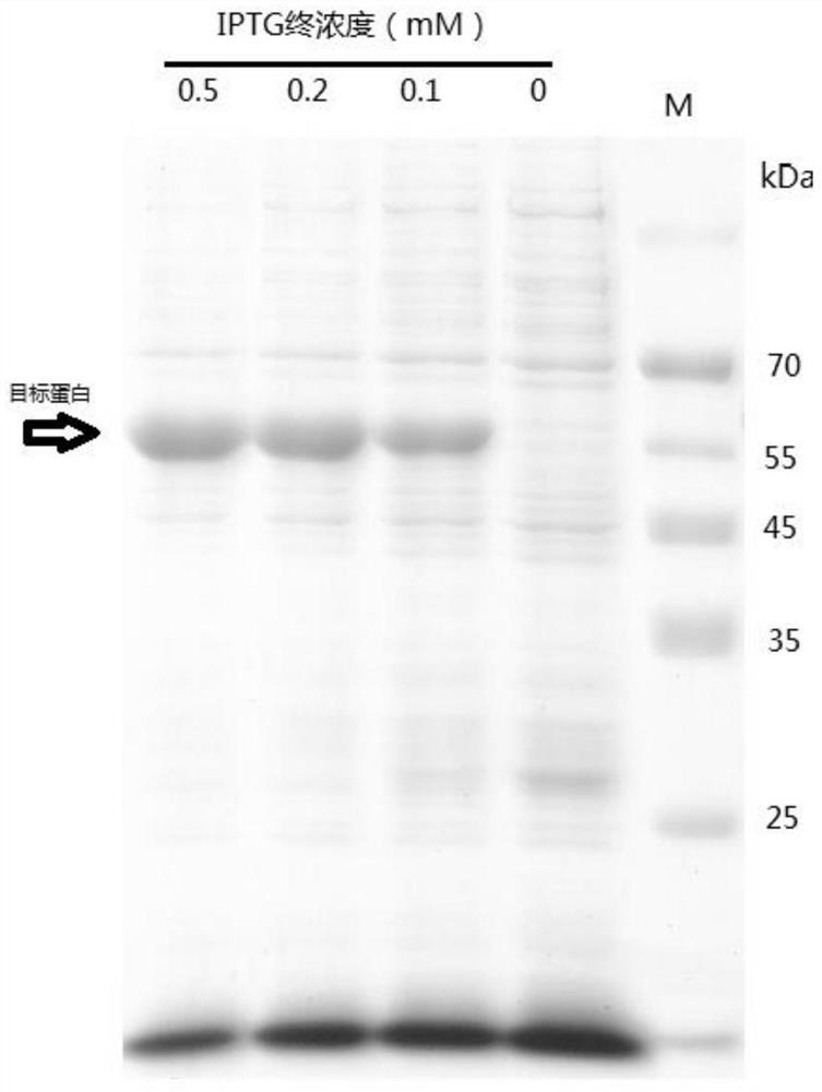 Glycoside hydrolase family 7 protein gene and its encoded protein and application