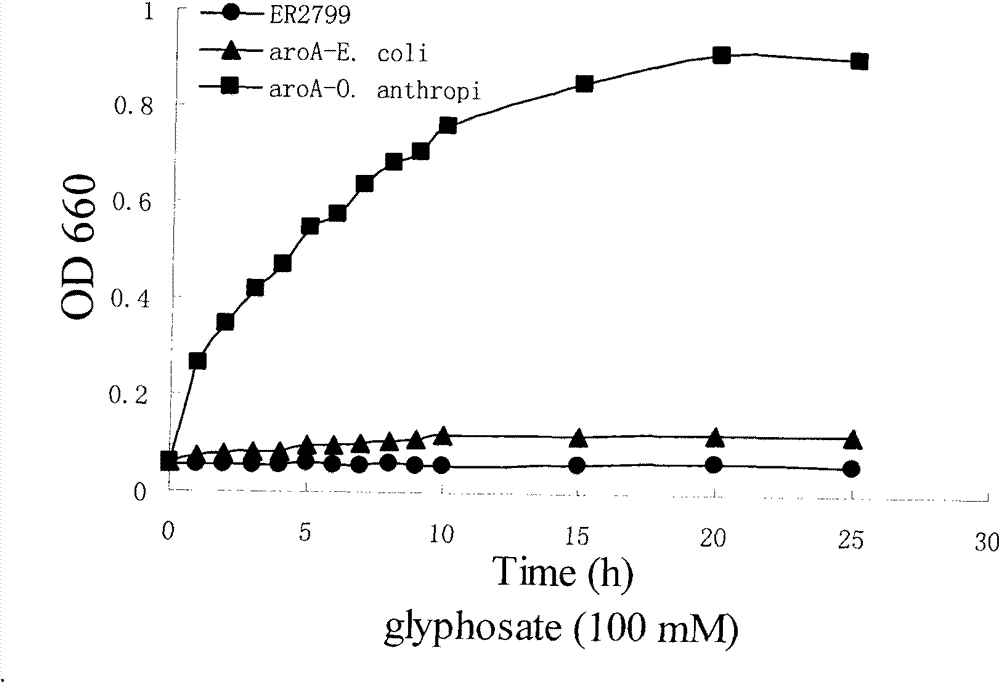 EPSP synthase gene derived from ochrobactrum anthropi and application thereof