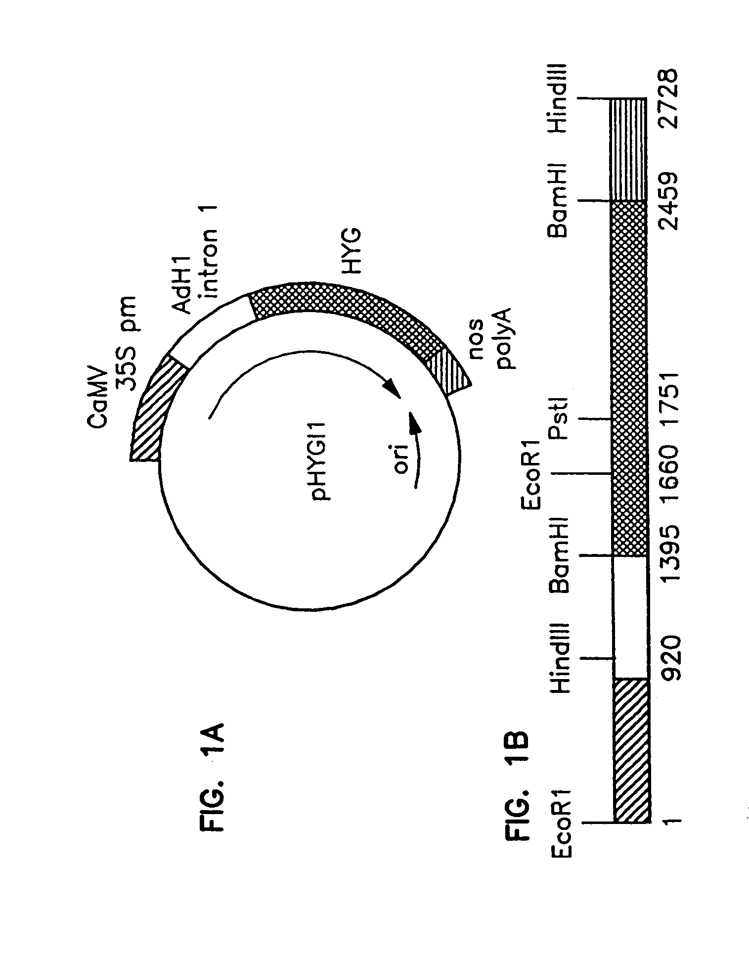 Method of preparing fertile transgenic corn plants by microprojectile bombardment