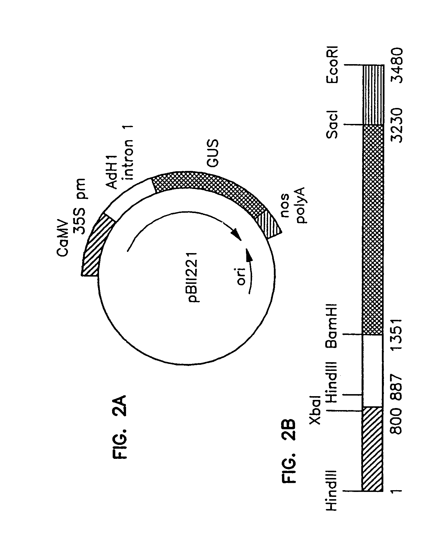 Method of preparing fertile transgenic corn plants by microprojectile bombardment