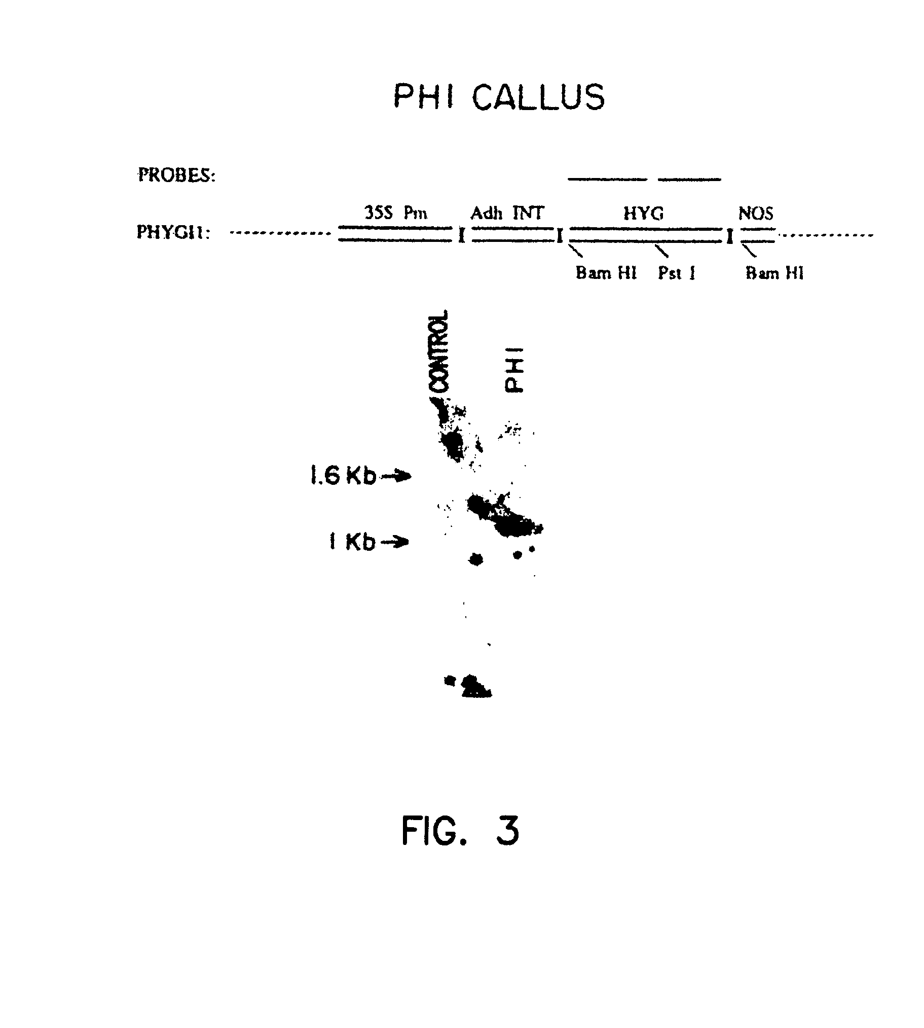 Method of preparing fertile transgenic corn plants by microprojectile bombardment