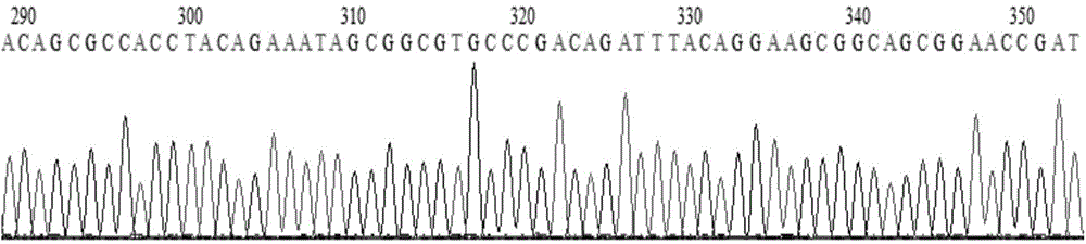 Chimeric antigen receptor hCD19scFv-CD8a-CD-28-CD3zata and application thereof