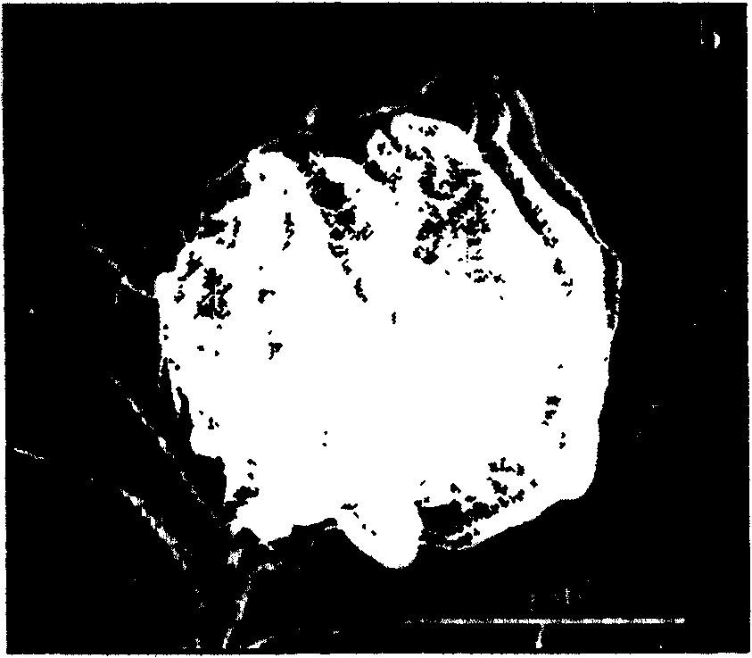 Preparation method of fluorine containing coating layer possessing ultra hydrophobic and oleophobic surface reinforced by inorganic ultrafine fiber