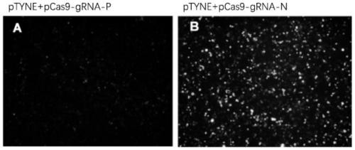 Method for detecting cutting efficiency of gene editing target