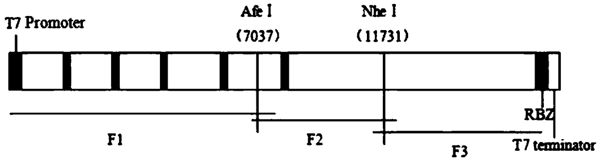 Marked vaccine strain of genotype ⅶ Newcastle disease virus and its application