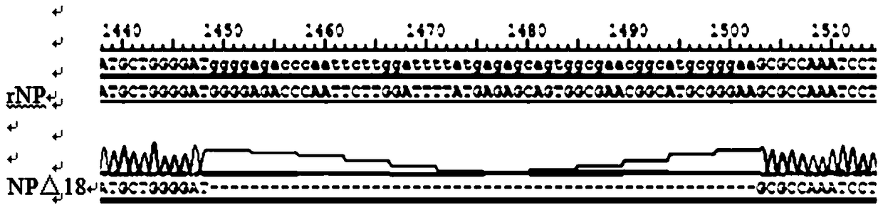 Marked vaccine strain of genotype ⅶ Newcastle disease virus and its application