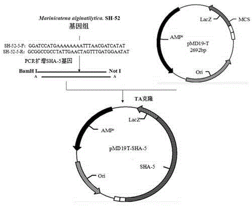 Alginic acid lyase SHA-5 gene and prokaryotic expression vector thereof