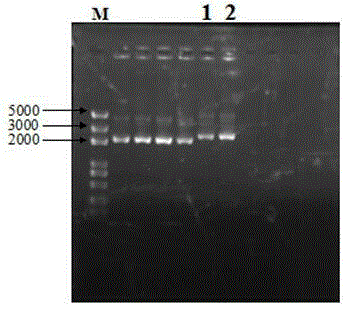 Alginic acid lyase SHA-5 gene and prokaryotic expression vector thereof
