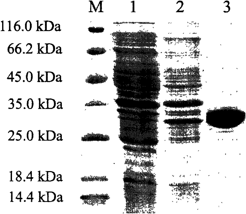 Portunus trituberculatus anti-lipopolysaccharide factor PtALF-3 gene and encoding proteins and application thereof